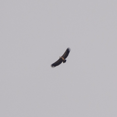 Gyps fulvus
