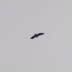 Gyps fulvus