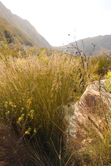 Hypodiscus argenteus