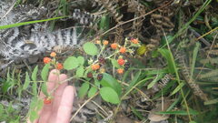 Rubus apetalus