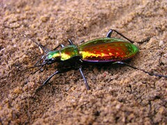 Carabus rutilans
