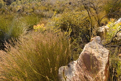 Hypodiscus argenteus