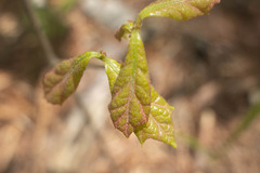 Quercus ilicifolia