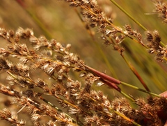 Hypodiscus argenteus