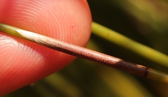 Hypodiscus argenteus