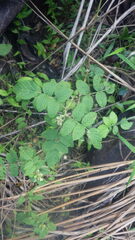 Rubus apetalus