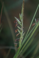 Heteropogon contortus