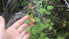 Rubus apetalus