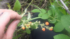 Rubus apetalus