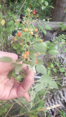 Rubus apetalus