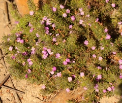 Muraltia ciliaris