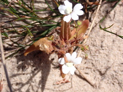 Nemesia bicornis