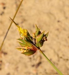 Bobartia macrospatha anceps