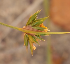 Bobartia macrospatha anceps