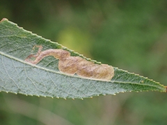 Stigmella obliquella