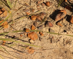 Bobartia macrospatha anceps