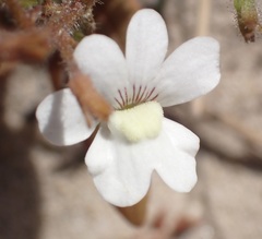 Nemesia bicornis