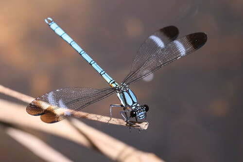 Diphlebia lestoides (Selys, 1853)