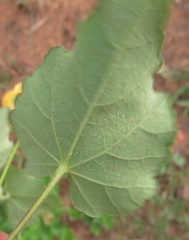 Abutilon sonneratianum