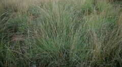 Heteropogon contortus