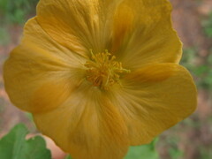 Abutilon sonneratianum