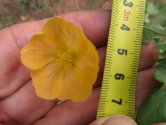 Abutilon sonneratianum