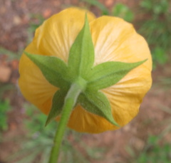 Abutilon sonneratianum