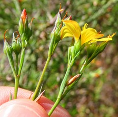 Linum africanum