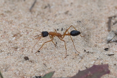 Myrmecia desertorum