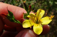 Linum africanum