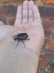 Hypselogenia geotrupina geotrupina