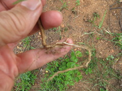 Abutilon sonneratianum