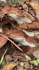 Ganoderma brownii