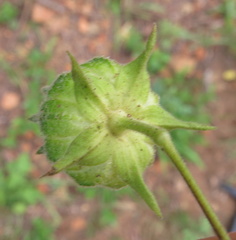 Abutilon sonneratianum