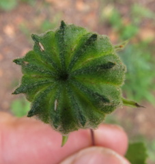 Abutilon sonneratianum