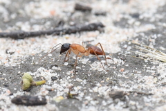 Camponotus nigriceps