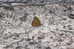 Heteronympha merope