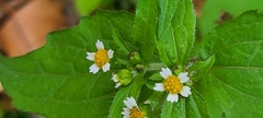 Galinsoga quadriradiata