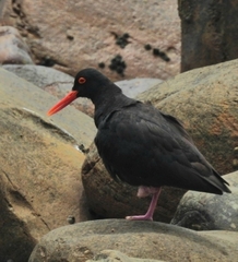 Haematopus moquini