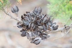 Callitris glaucophylla