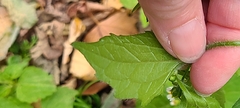 Galinsoga quadriradiata
