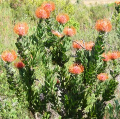 Leucospermum × hybridum