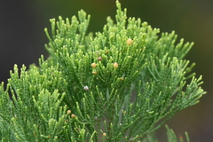 Callitris glaucophylla