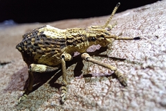 Episomus chinensis