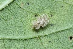 Corythucha marmorata