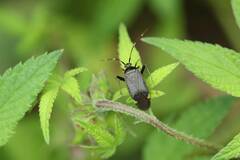 Adelphocoris triannulatus