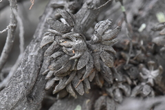 Callitris glaucophylla