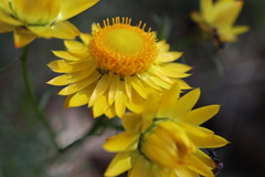 Xerochrysum bracteatum