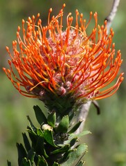 Leucospermum × hybridum