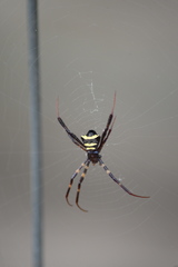 Argiope reinwardti